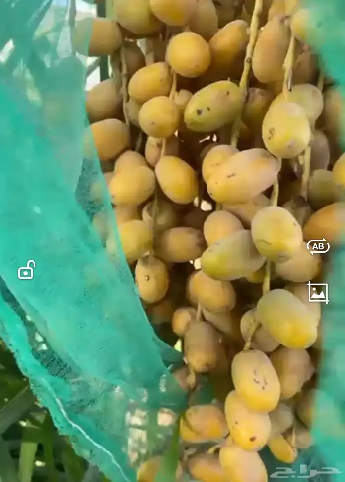 جثيثة فرخ فسيلة مصيف مصيفة نعجان الدلم 1