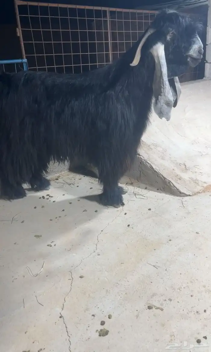 فحل عارضي رباع صنف نادر خصمم 0