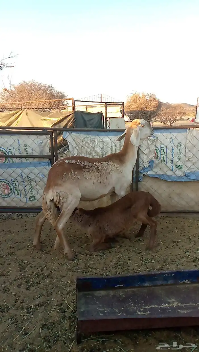 سواكنية تحتها خروف 1