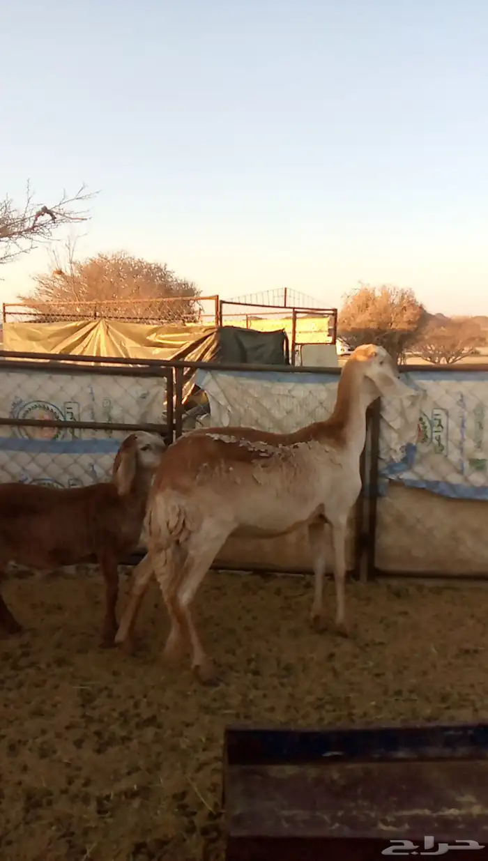 سواكنية تحتها خروف 2