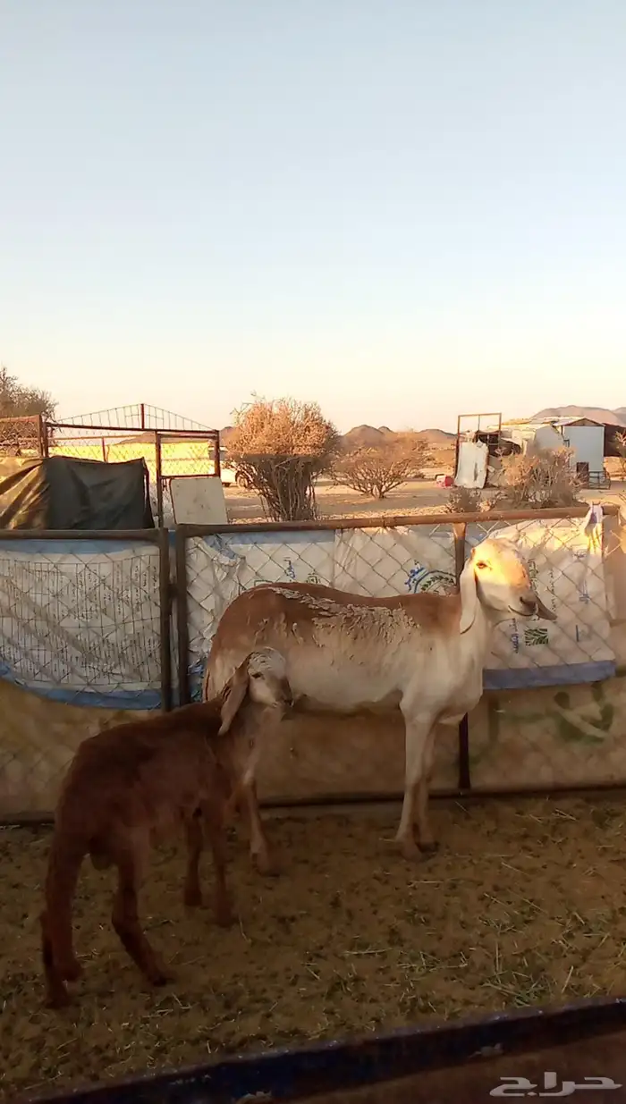 سواكنية تحتها خروف 0