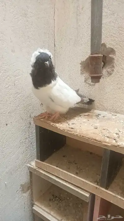 للبيع ذكر سوداني فاخر index