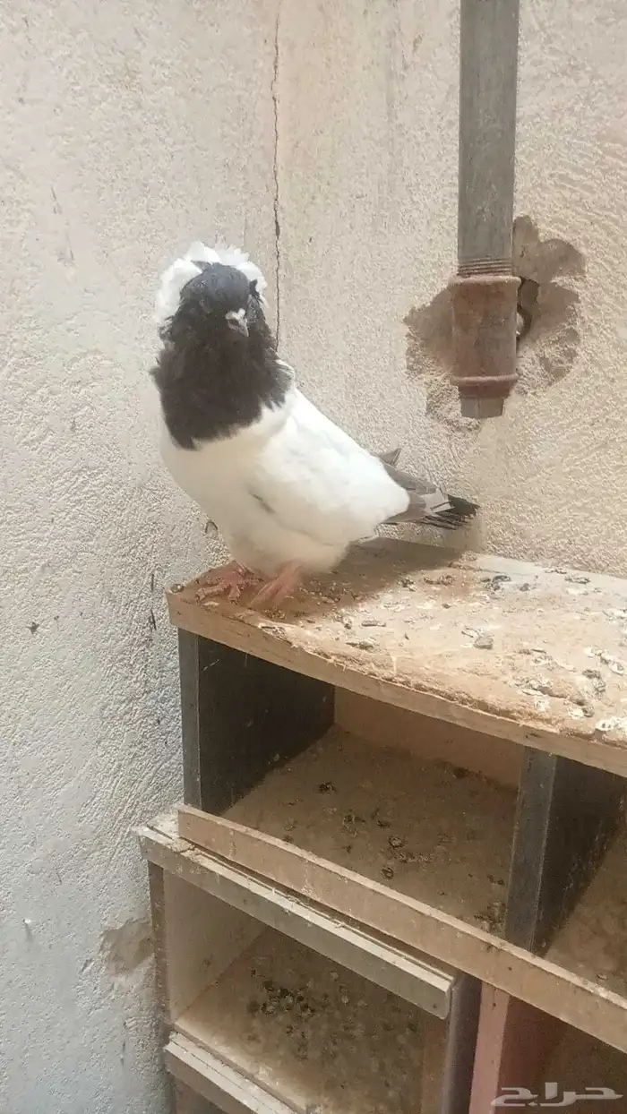 للبيع ذكر سوداني فاخر 1