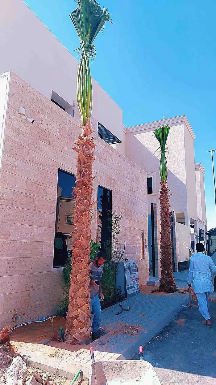 نخل نخيل واشنطن 1