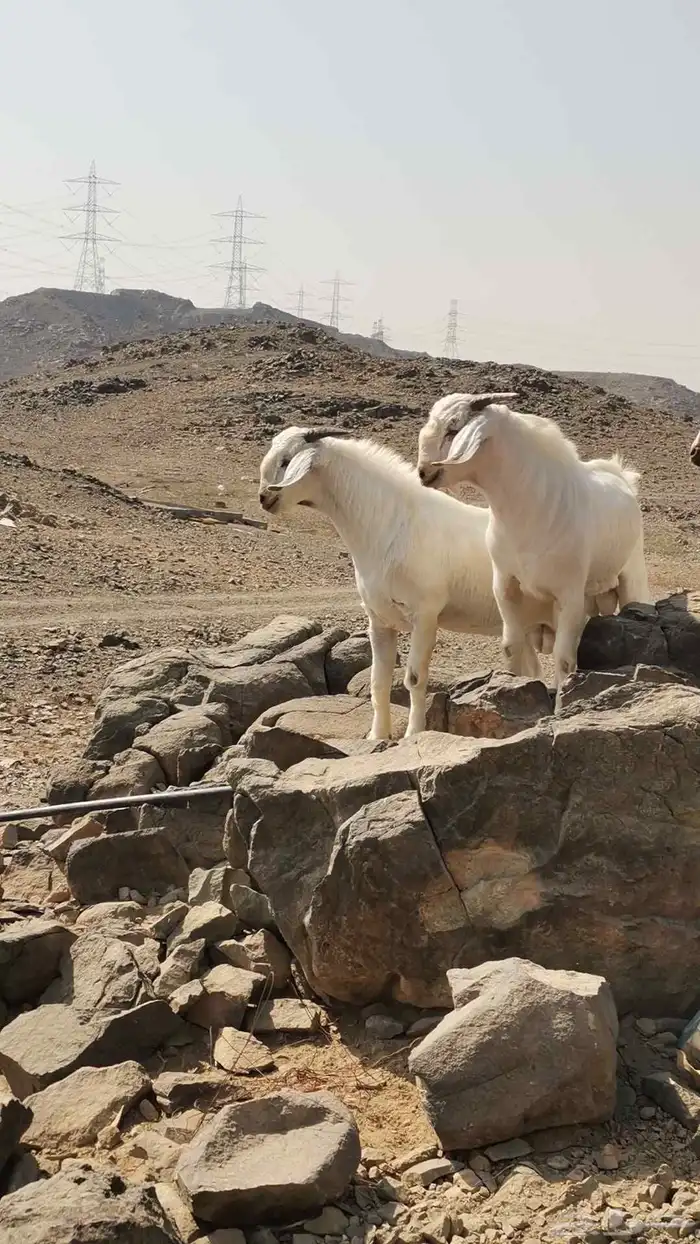 تيوس بيشيات للبيع 0