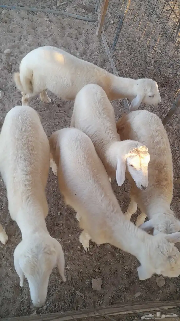 بهم حري مراح 0