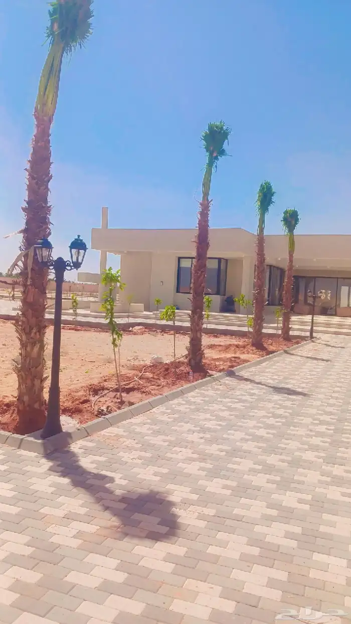 يوجد لدينا جميع انواع النخيل المثمرة وزينه 3