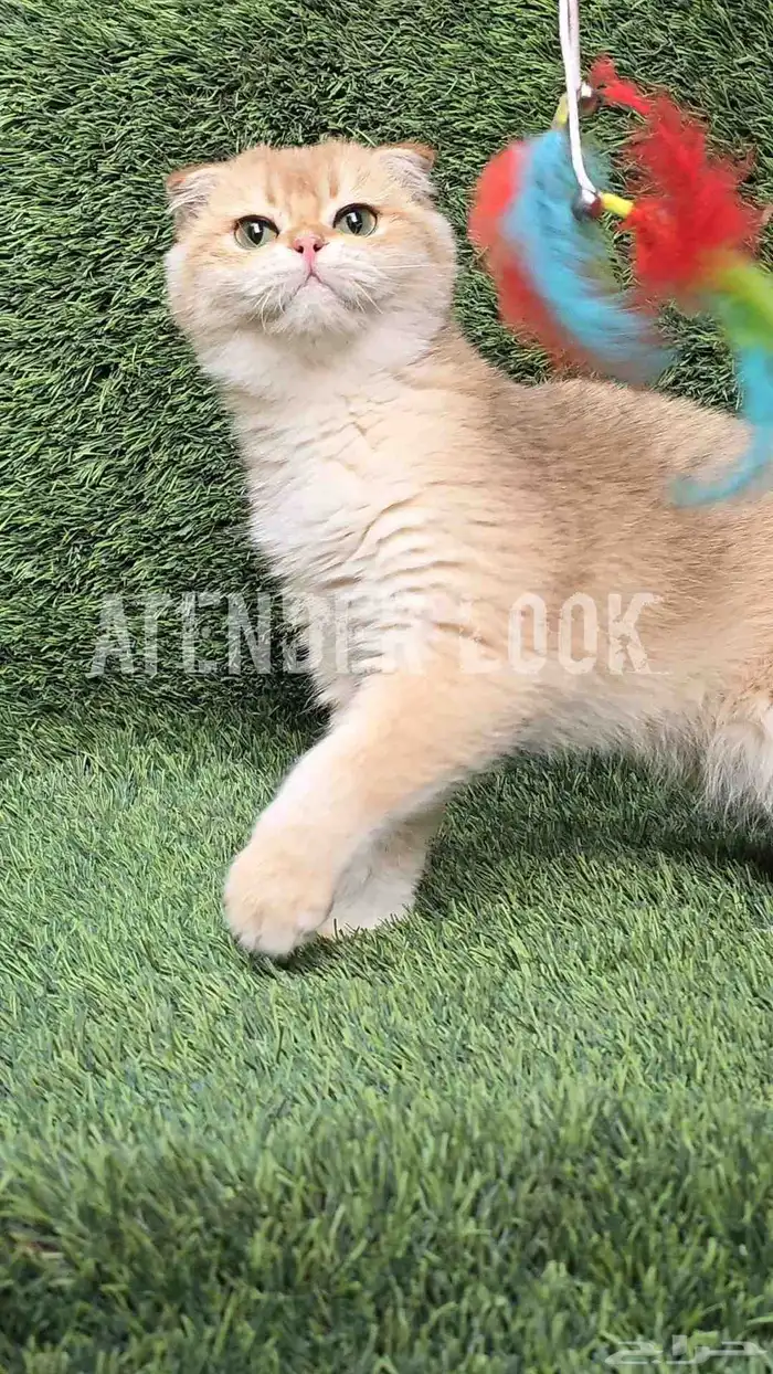 ذكر سكوتش فولد ny11 مستوى بطل. تم البيع 3