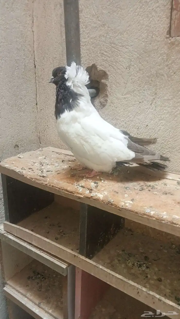 للبيع ذكر سوداني فاخر 2