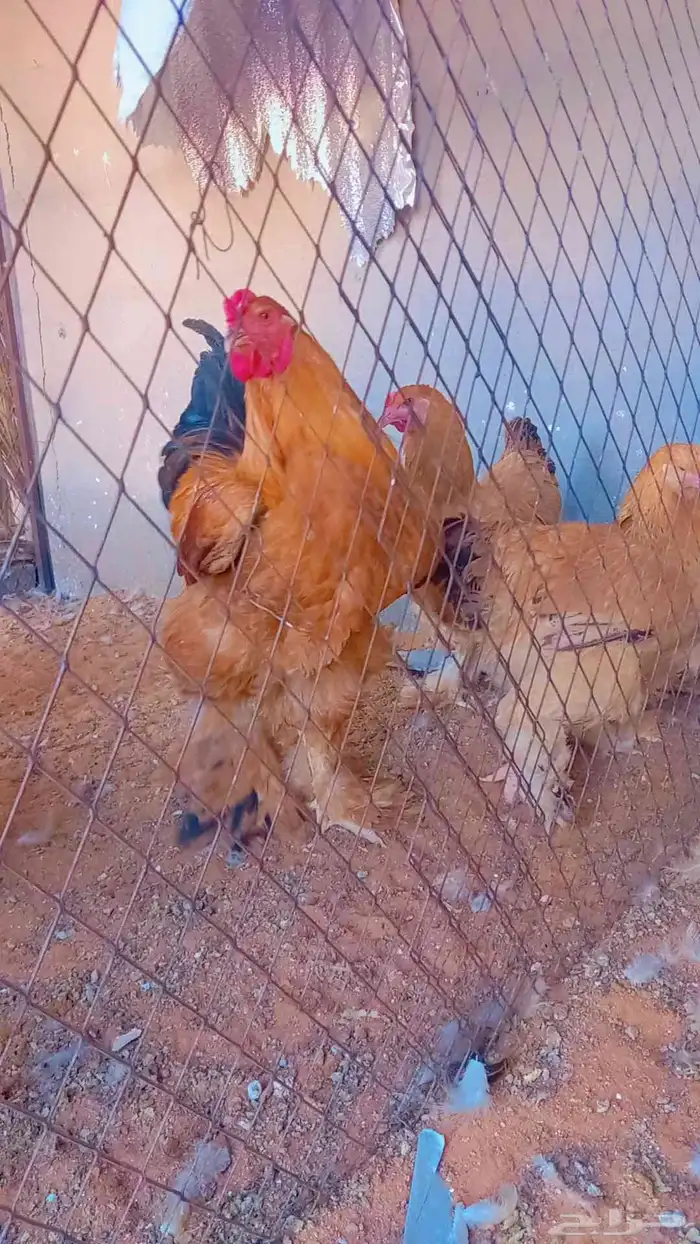 بيض دجاج براهما بف 5