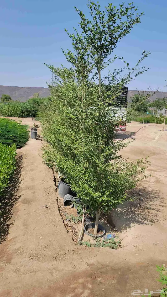 مشتل ابراهيم الزهراني لبيع الاشجار و الشتلات 1