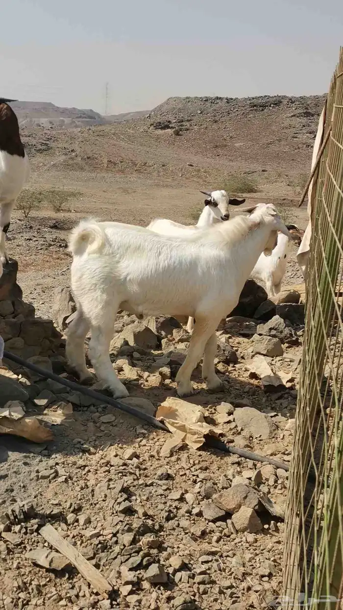 تيوس بيشيات للبيع 2