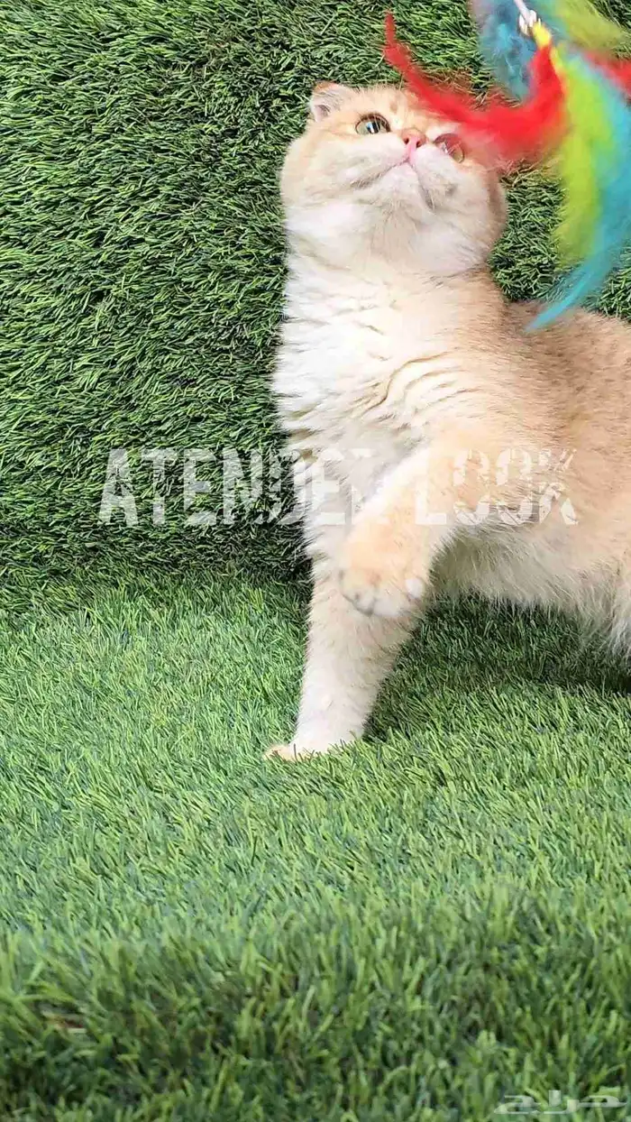 ذكر سكوتش فولد ny11 مستوى بطل. تم البيع 2