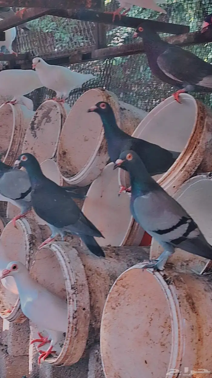 حمام للبيع 1