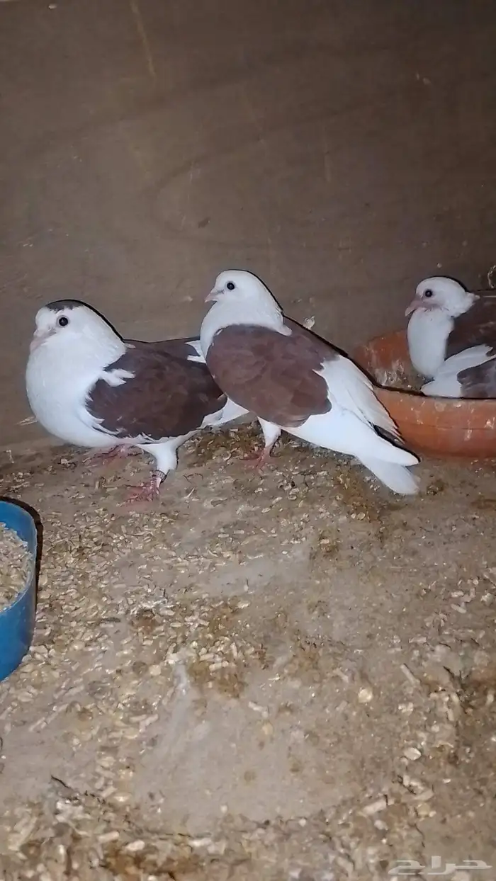 جوز راعبي منتج تحته فرخين 1