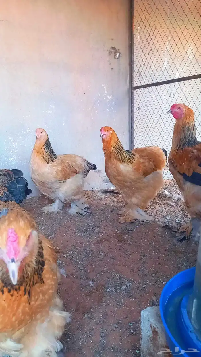 بيض دجاج براهما بف 0