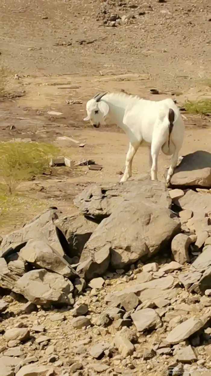 تيوس بيشيات للبيع 1