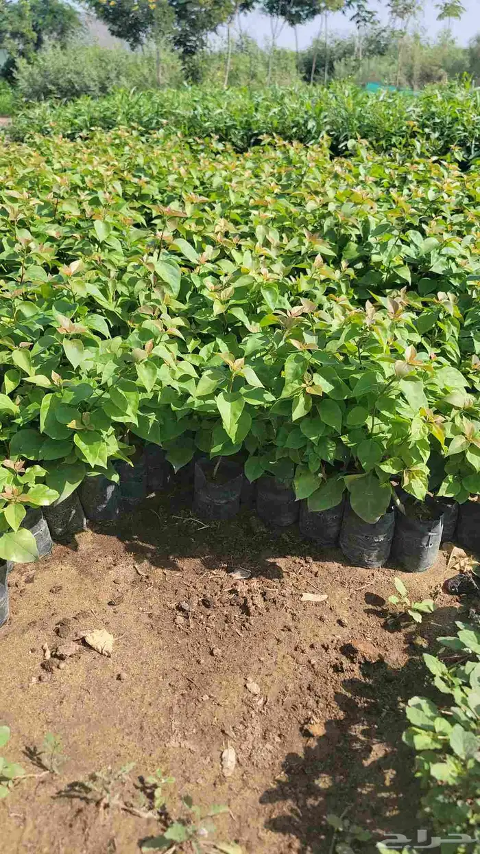 مشتل ابراهيم الزهراني لبيع الاشجار و الشتلات 6