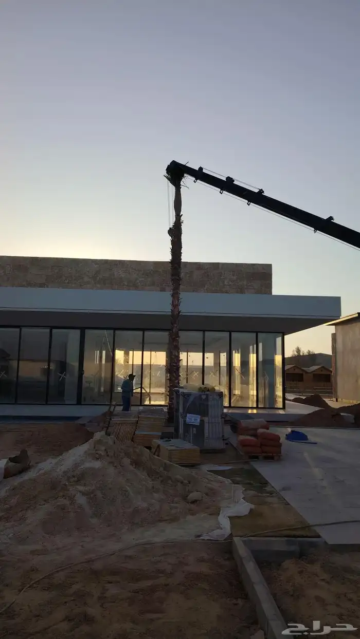 توريد وغرس النخل العربي ولوشنطني الأمريكي الزينه 3