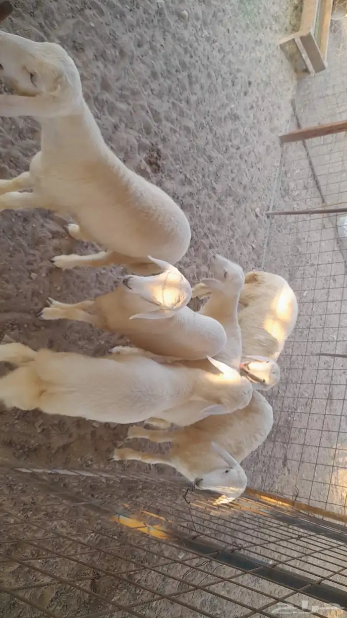 بهم حري مراح 3