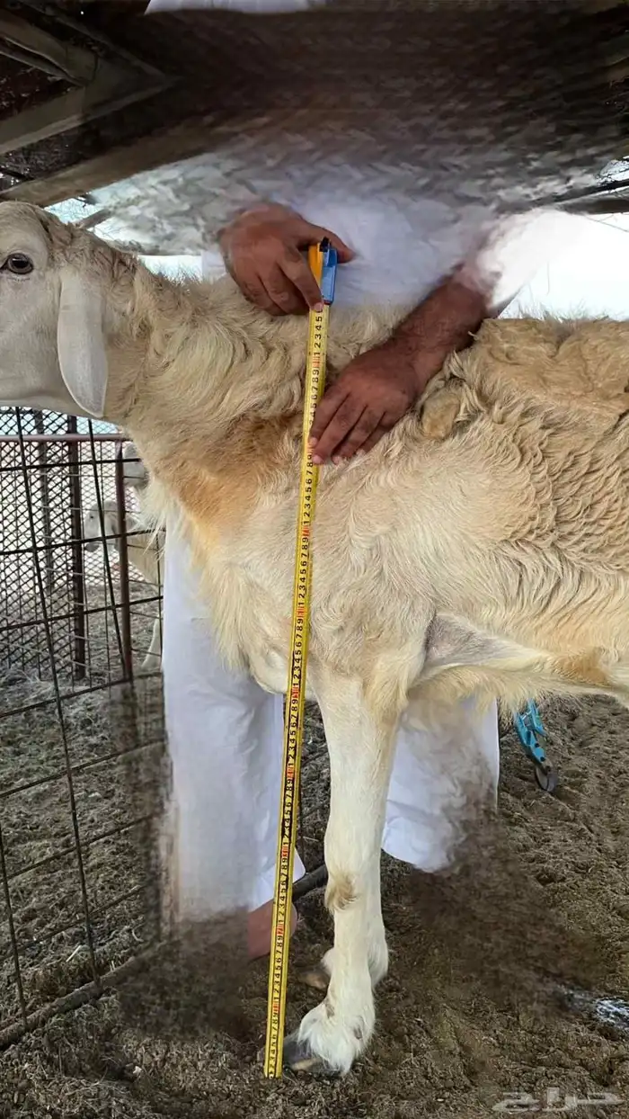 طلي حري 7