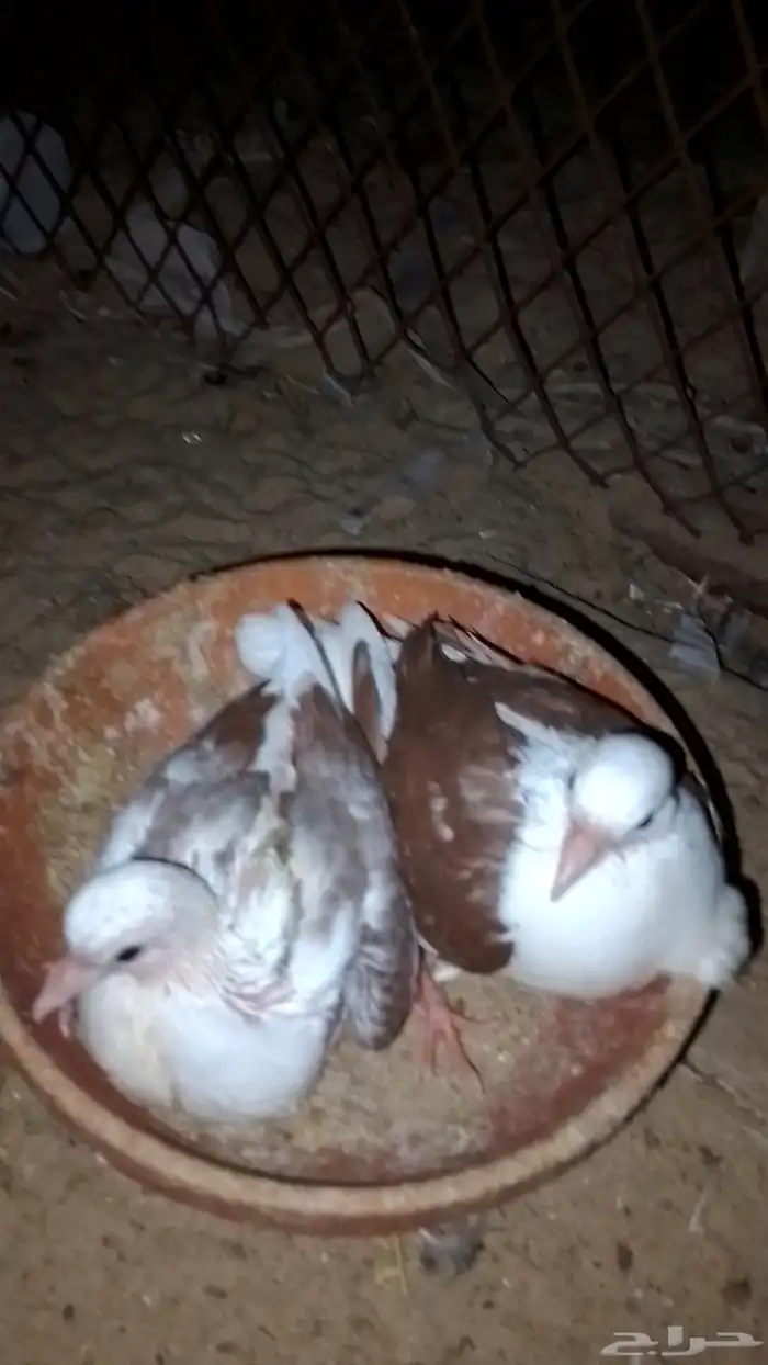 جوز راعبي منتج تحته فرخين 2