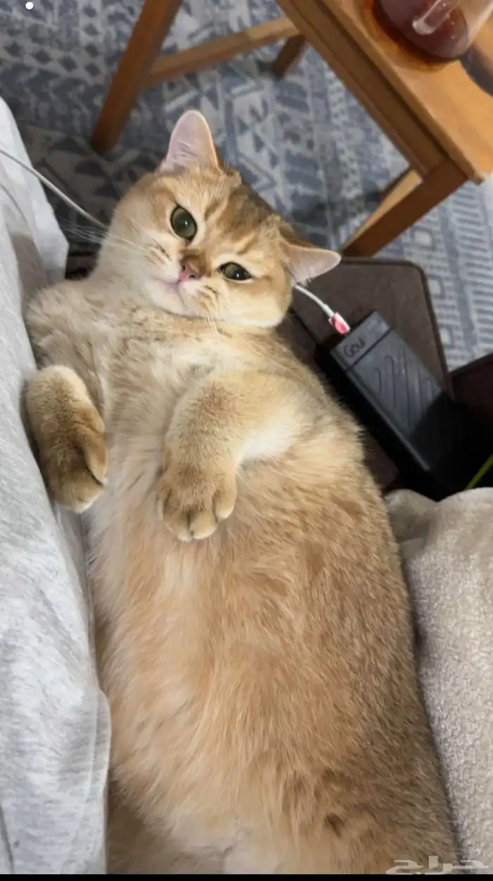 قط سكوتش ستريت للتزاوج مسجل مستوى عالي مستورد 1