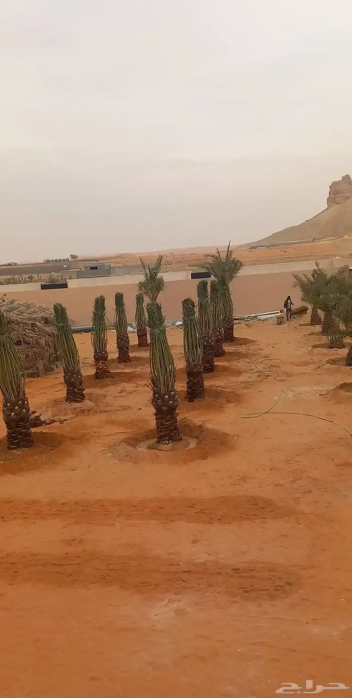 نقوم بتوريد جميع انواع النخيل وتركيب الشبوك 7