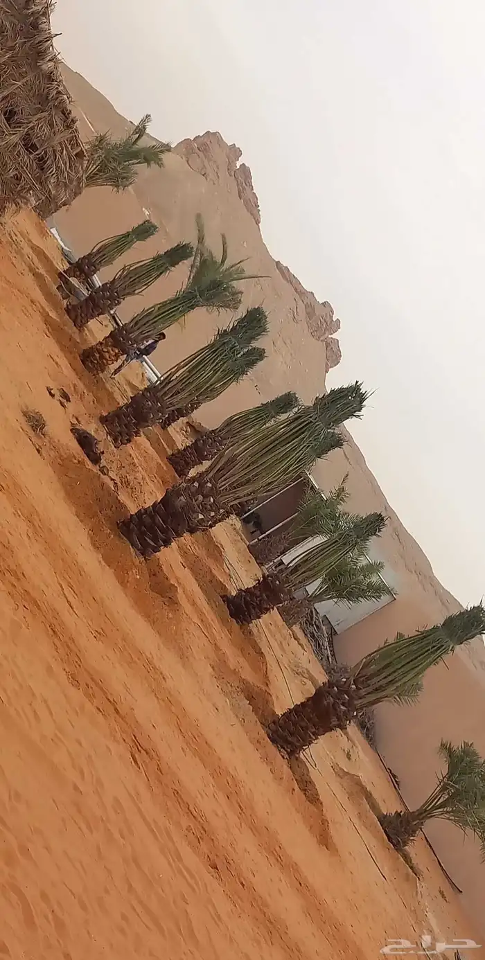 نقوم بتوريد جميع انواع النخيل وتركيب الشبوك 6