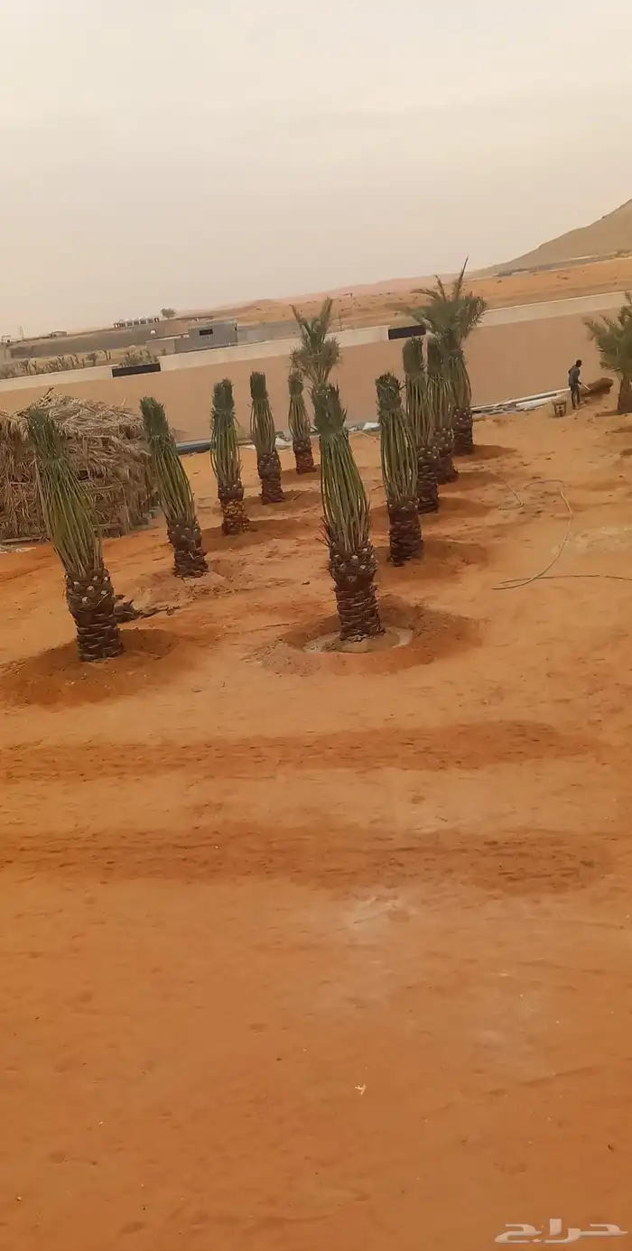 نقوم بتوريد جميع انواع النخيل وتركيب الشبوك 8