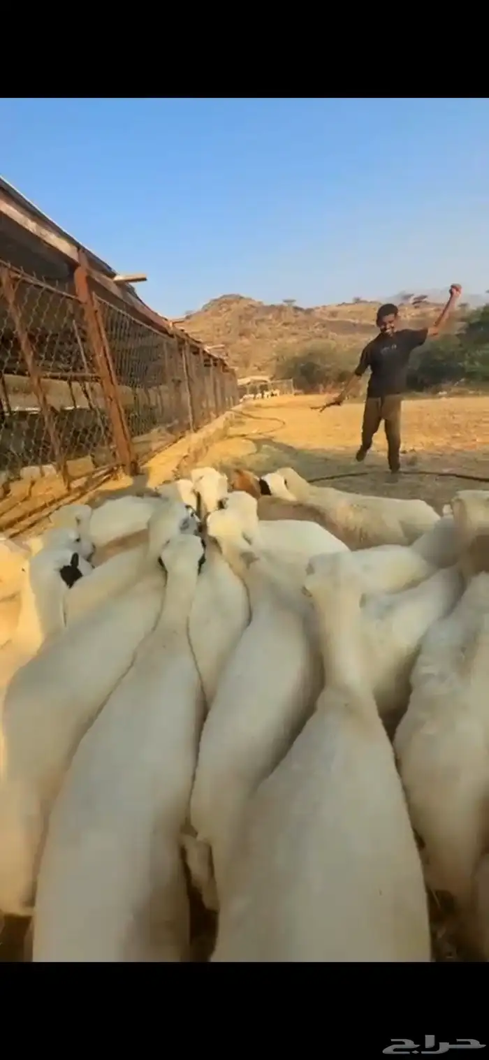 رخال رفد تأسيس 3