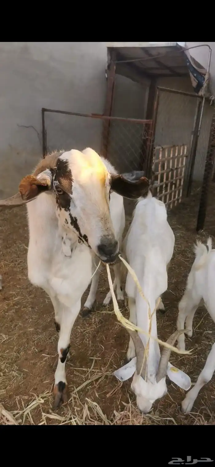 تيس فحل للبيع 1