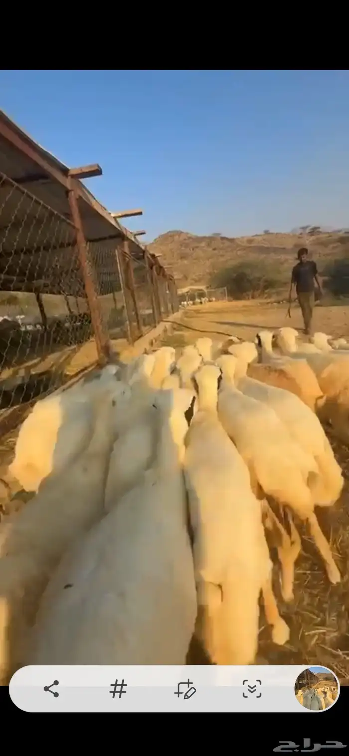 رخال رفد تأسيس 4