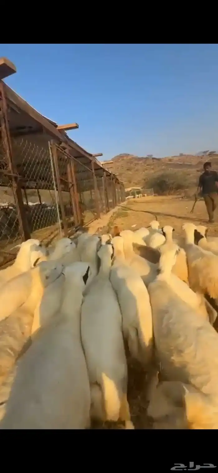 رخال رفد تأسيس 2