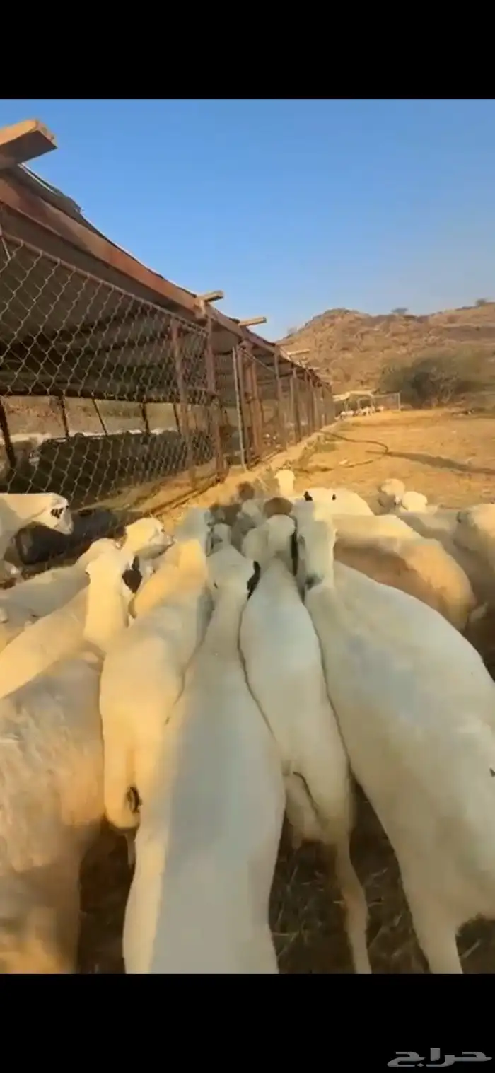 رخال رفد تأسيس 1