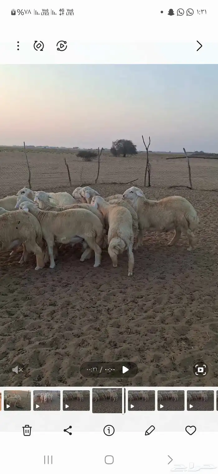 طليان جبره مناسبات القنفذة 0