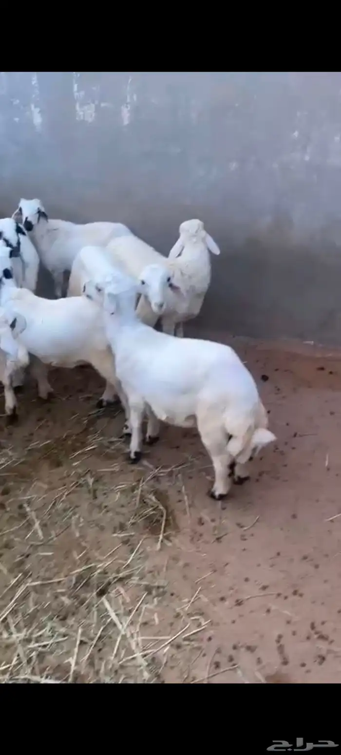 13 طلي فل شحم ماشاء الله للبيع جمله غو تفريد 1