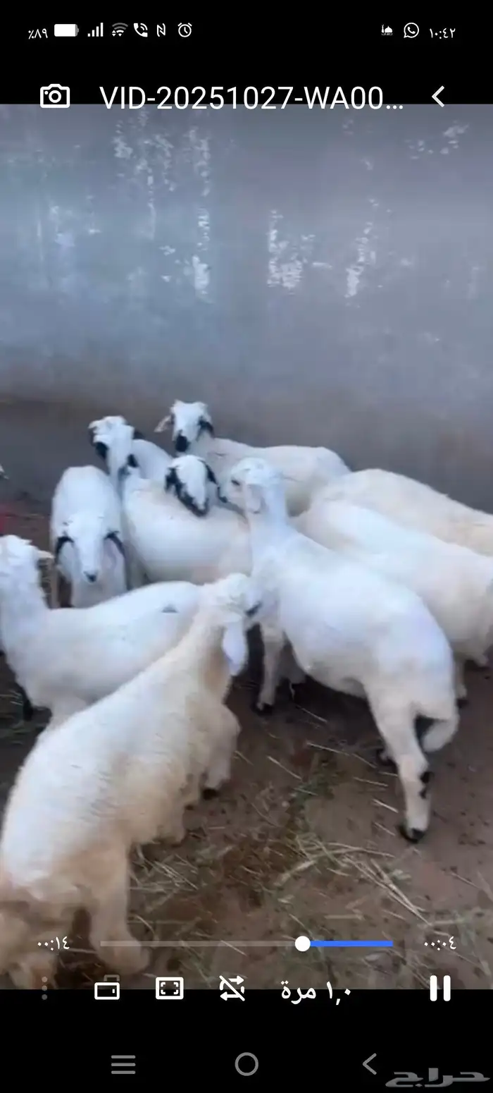 13 طلي فل شحم ماشاء الله للبيع جمله غو تفريد 0