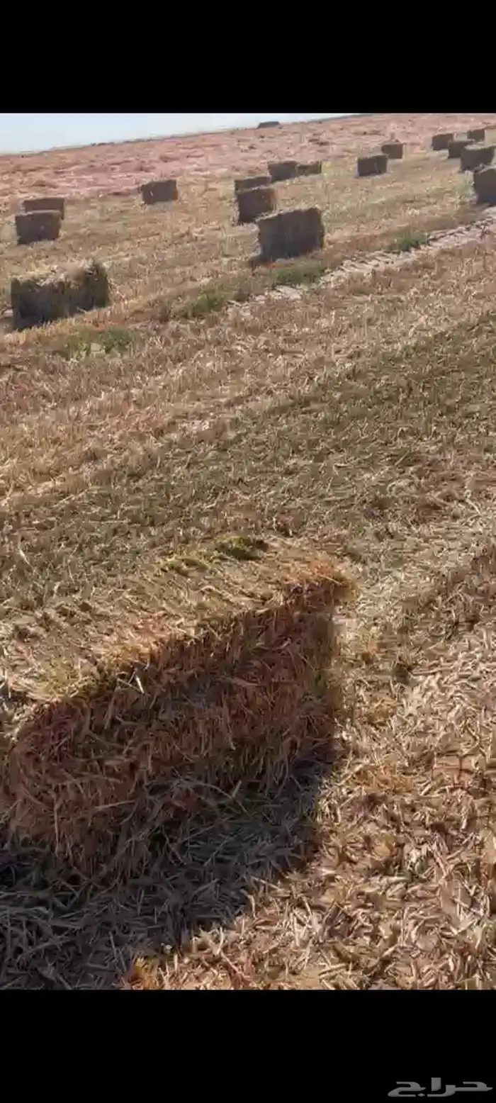 دره جزانى اخمر م اس 87 7