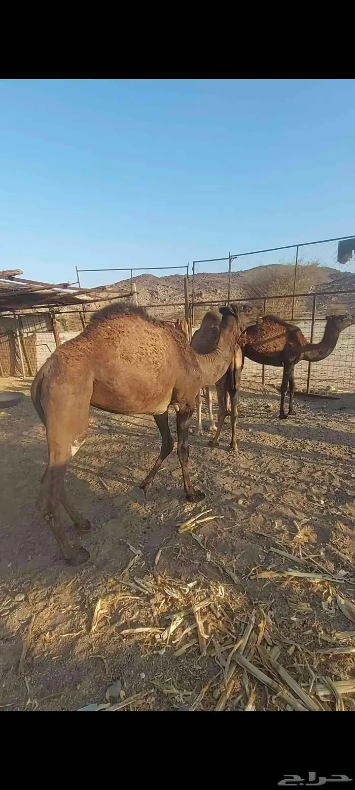 بعير على جميع الشروط مع أنتاجه 6