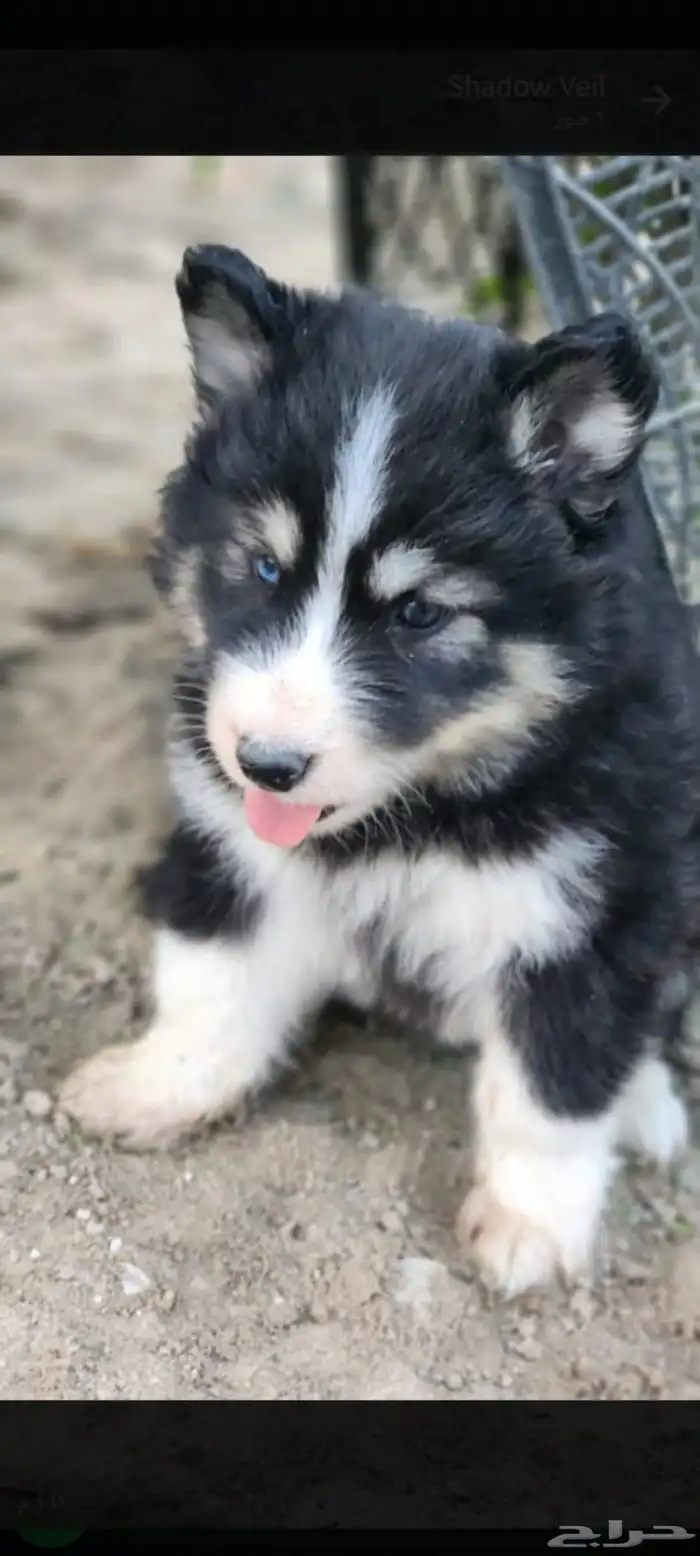 جرو كلب هاسكي 1