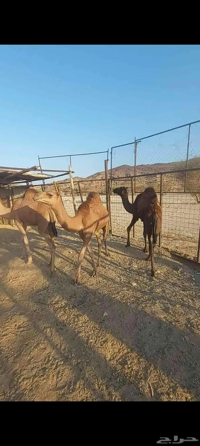 بعير على جميع الشروط مع أنتاجه 5