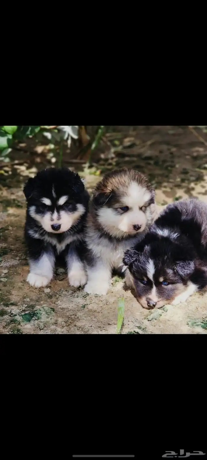 جرو كلب هاسكي 0