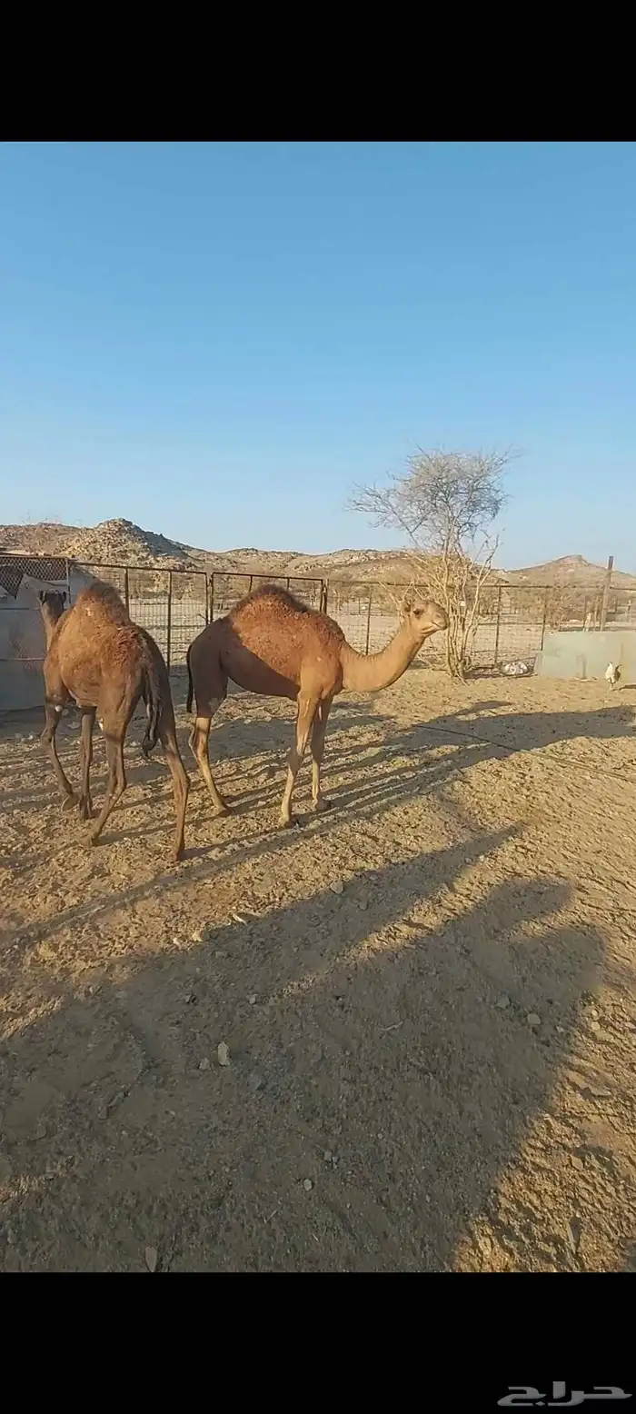 بعير على جميع الشروط مع أنتاجه 4