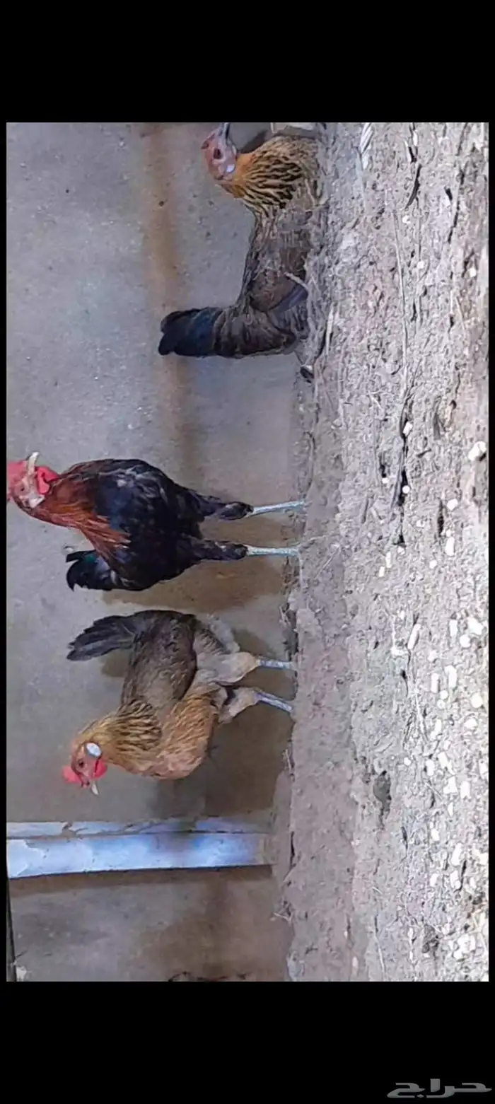 دجاج بلدي ترثه 4