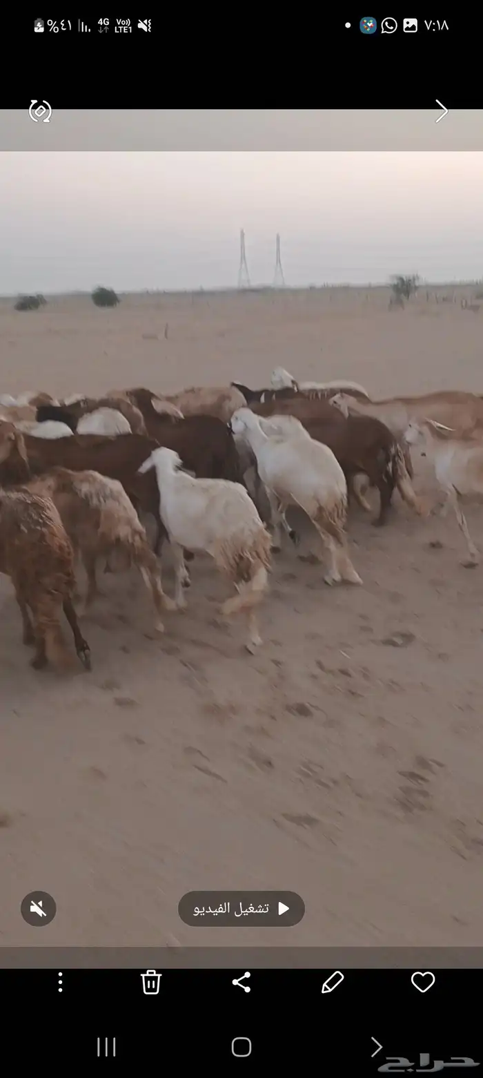 40 ضان سواكن يتبعها 28 3