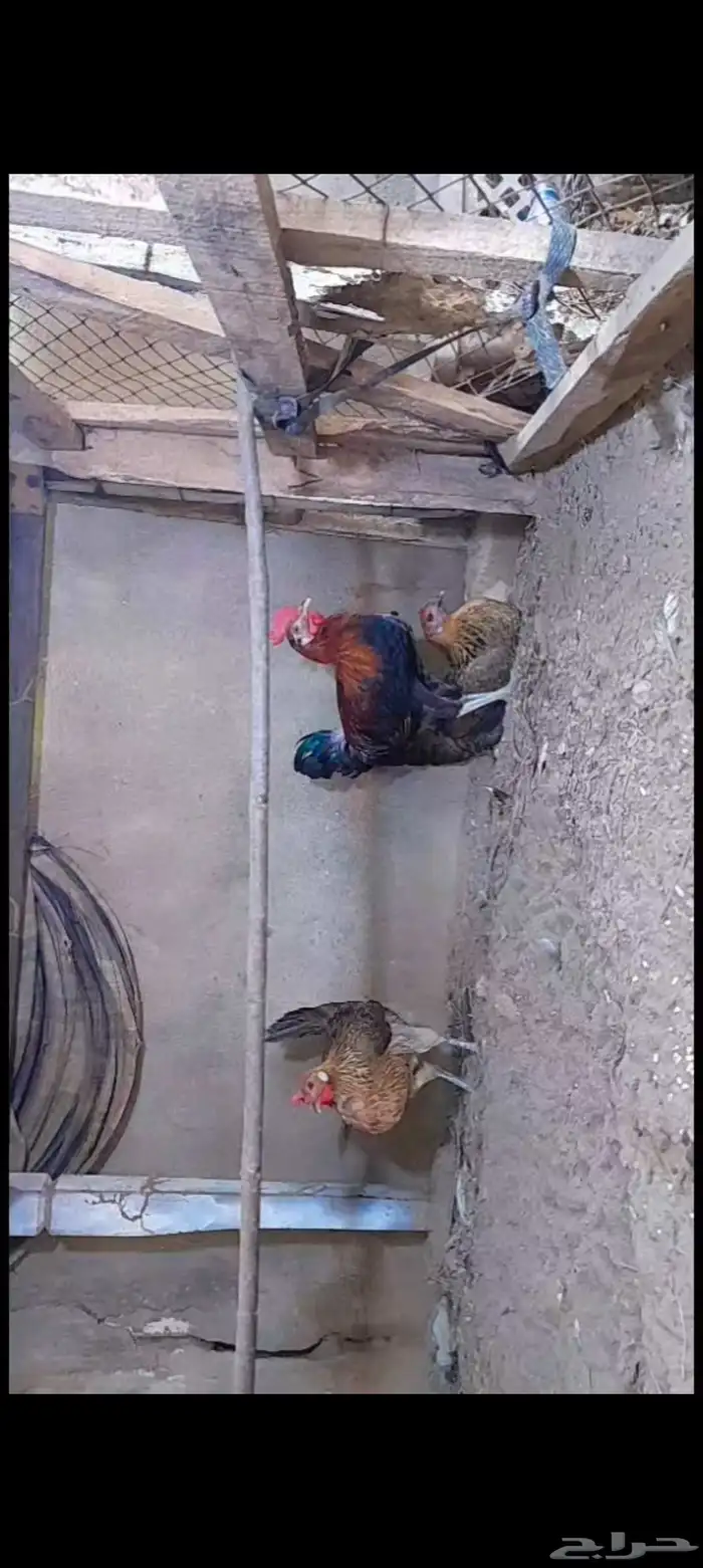 دجاج بلدي ترثه 0