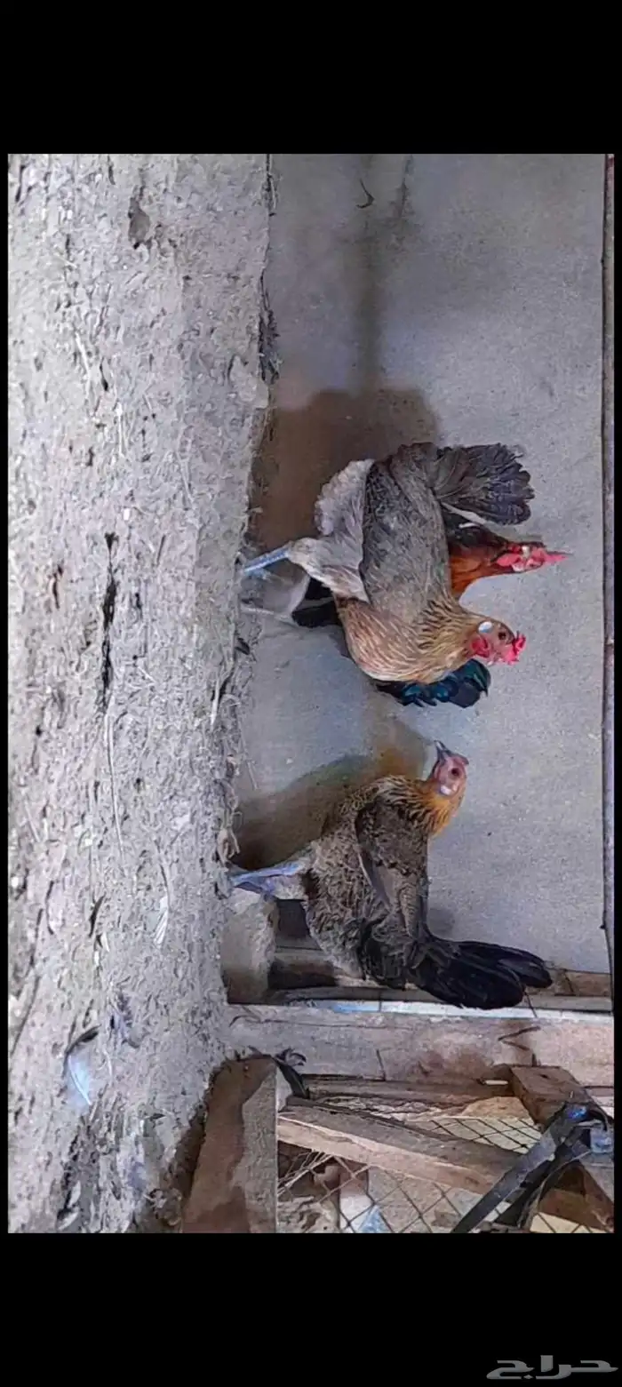 دجاج بلدي ترثه 5
