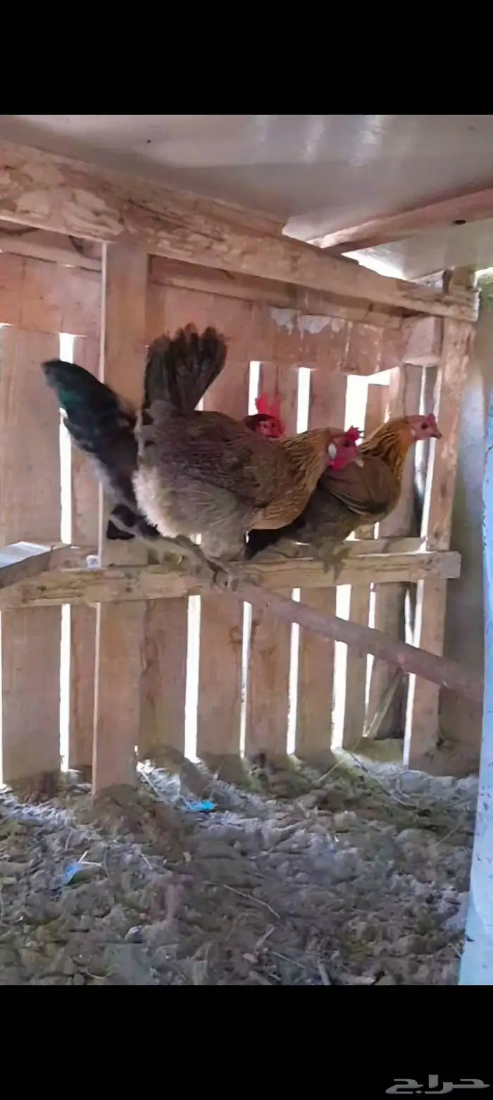 دجاج بلدي ترثه 3