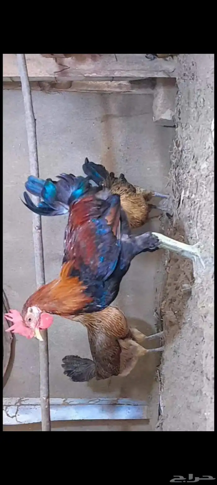 دجاج بلدي ترثه 1